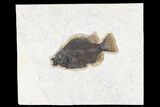 Fossil Fish (Cockerellites) - Green River Formation #172936-1